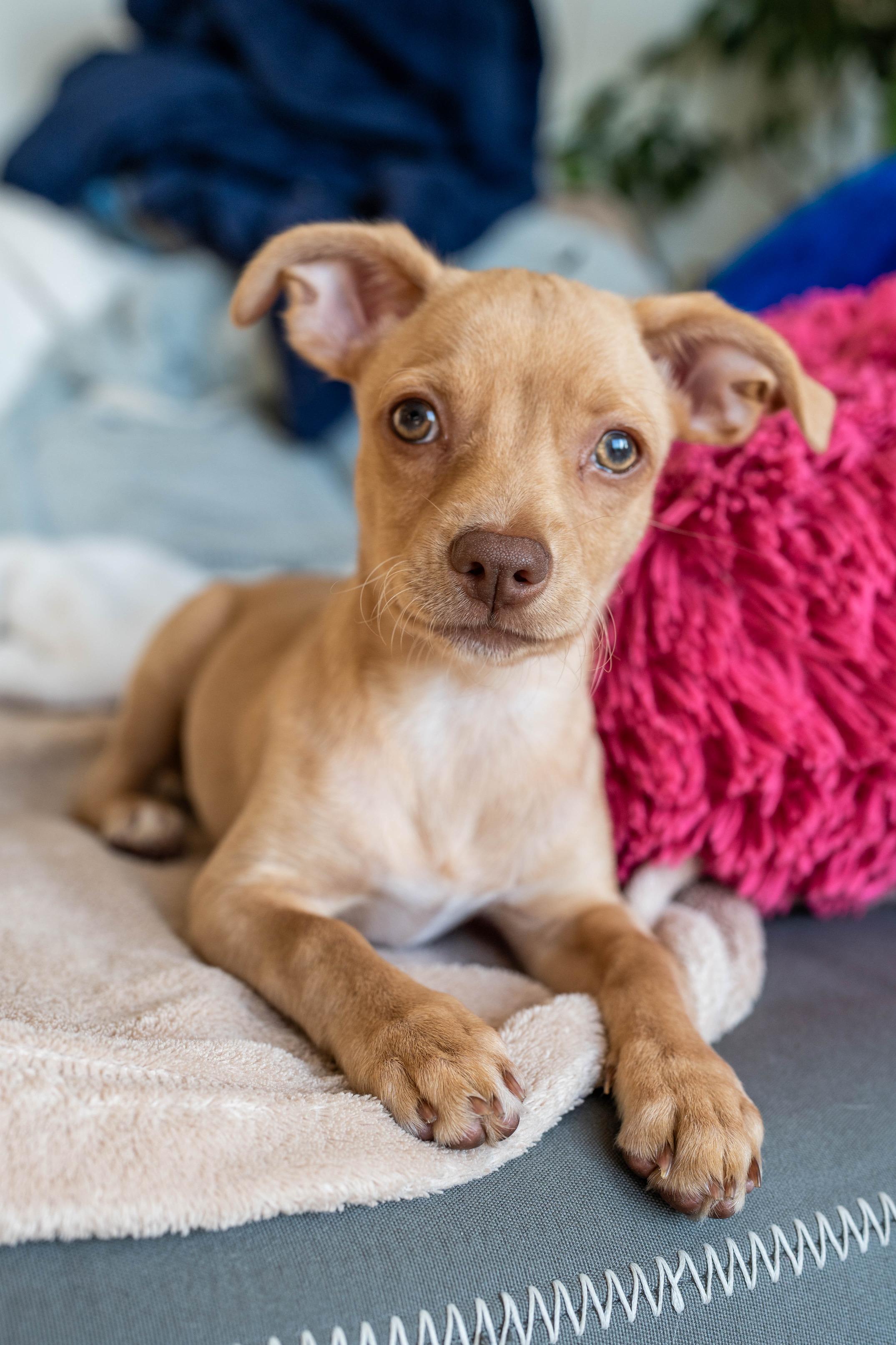 Enlarge Maple, a Adopted Chihuahua in Marina del Rey, CA image 1/4