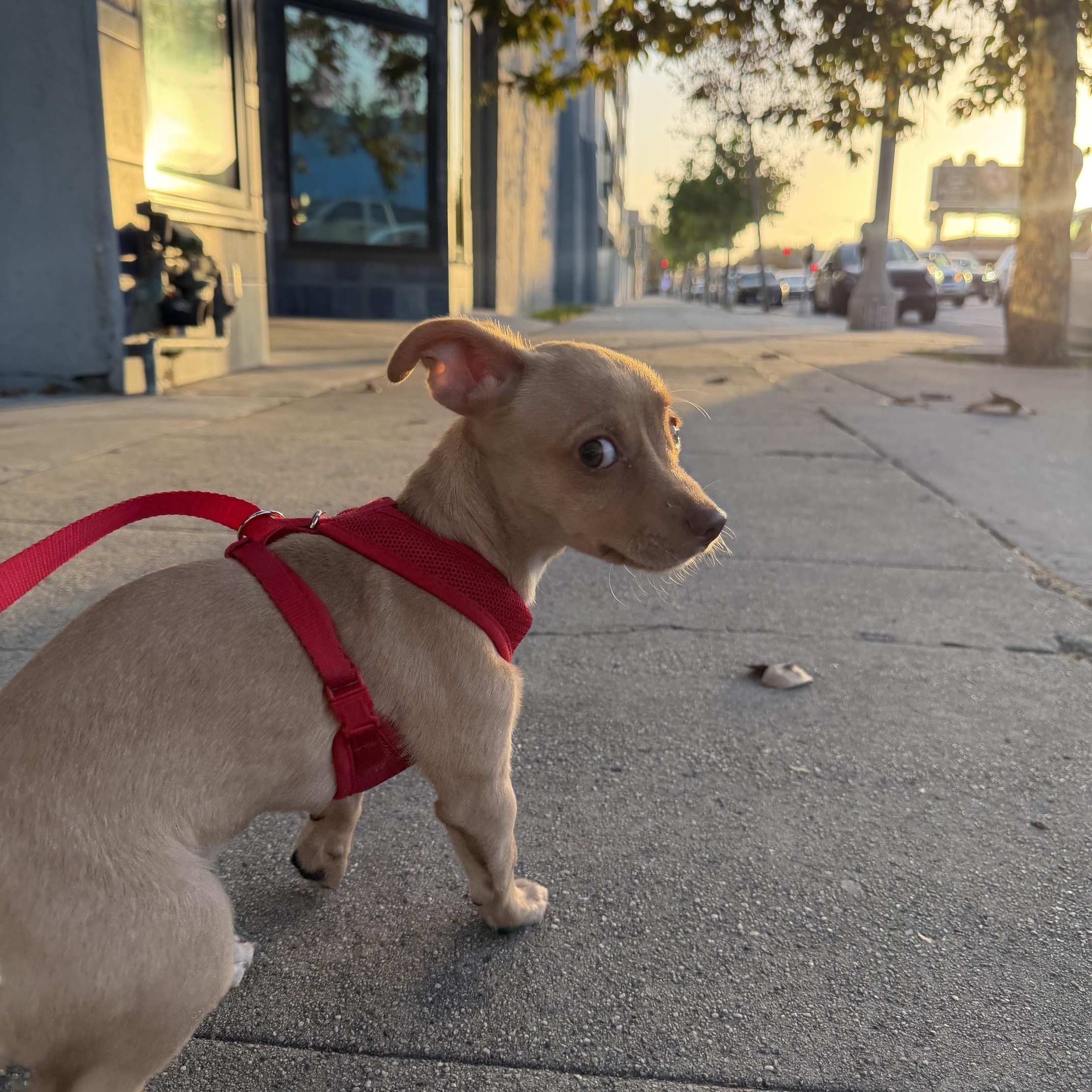 Enlarge Maple, a Adopted Chihuahua in Marina del Rey, CA image 4/4