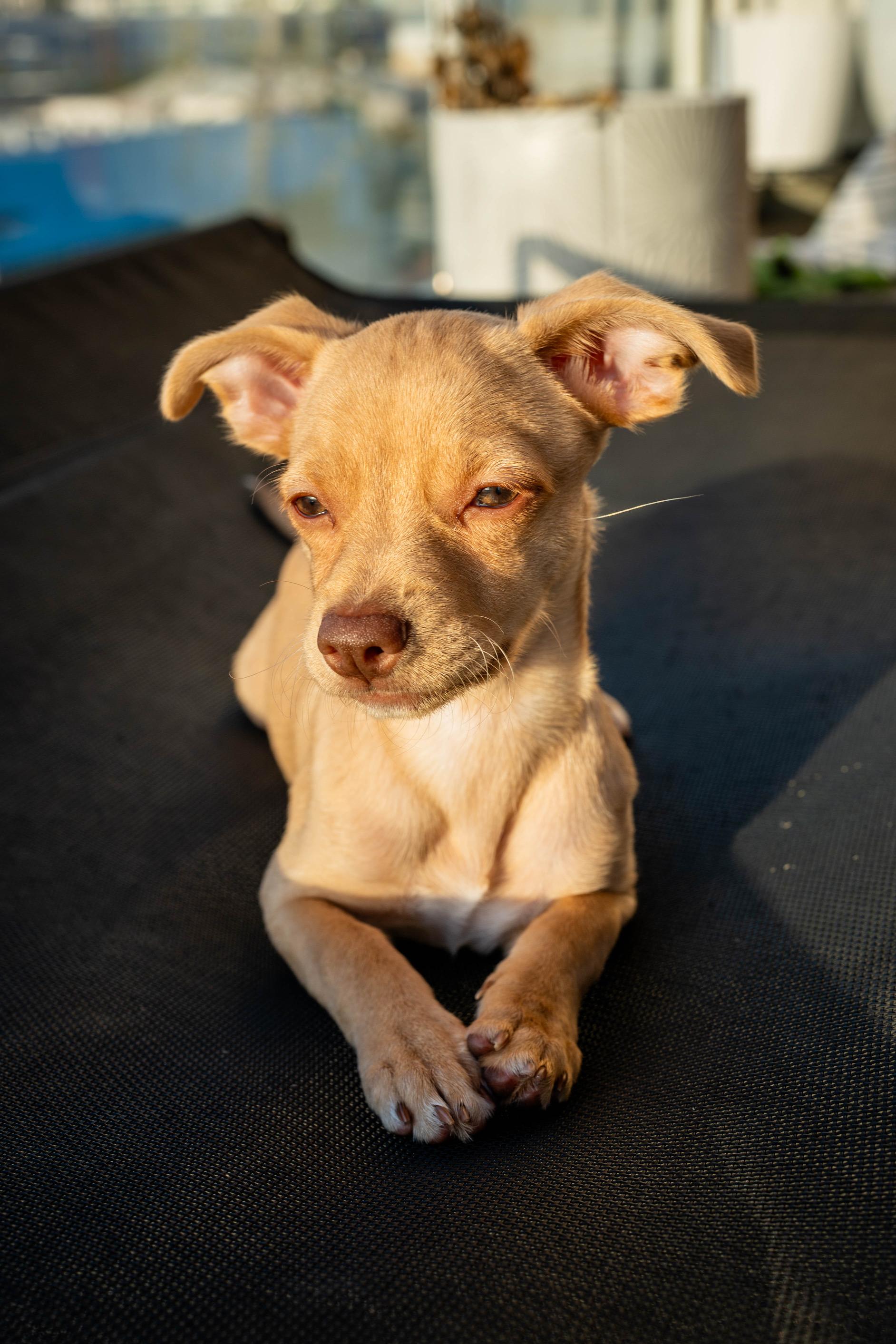 Enlarge Maple, a Adopted Chihuahua in Marina del Rey, CA image 3/4