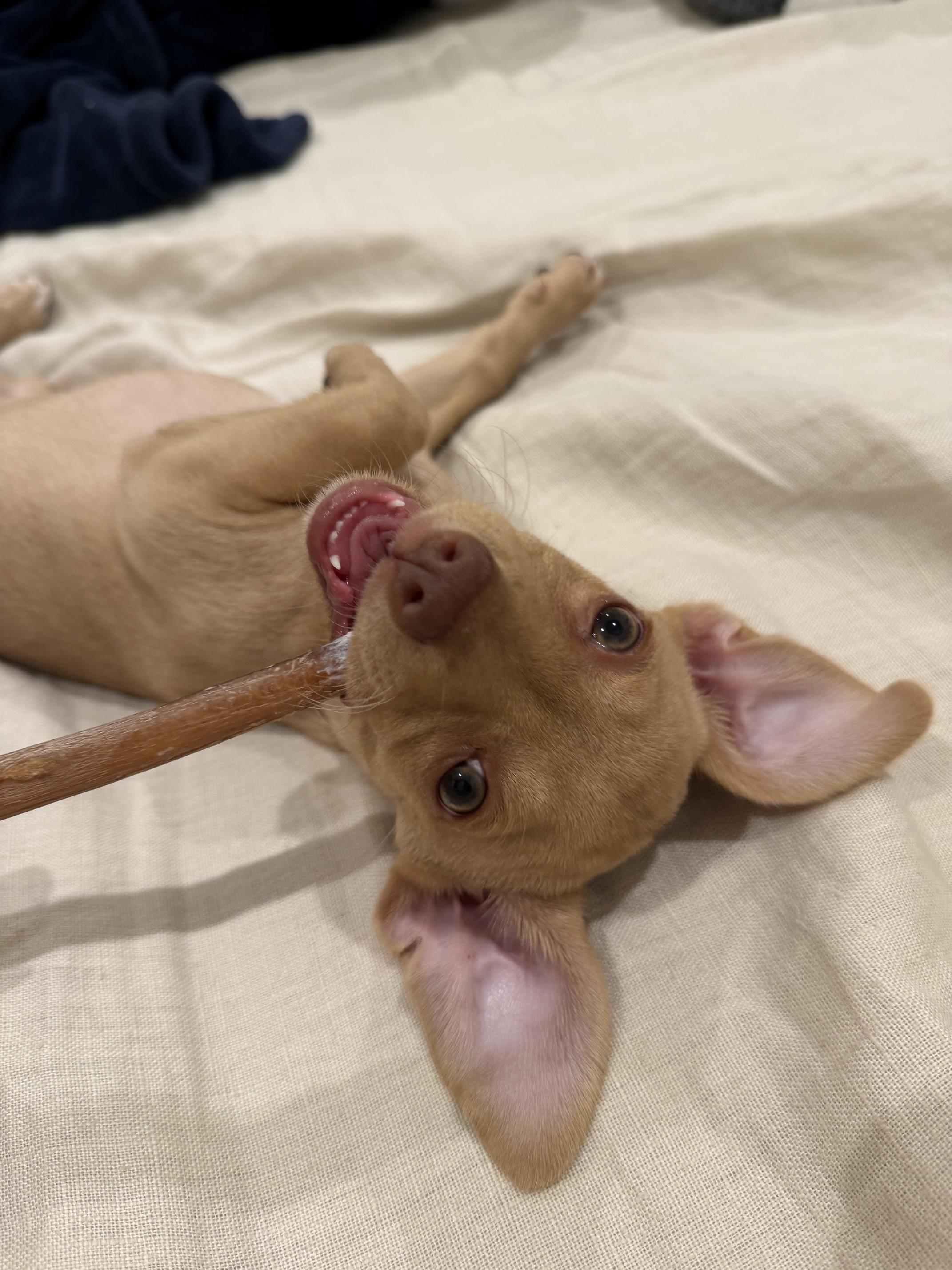 Enlarge Maple, a Adopted Chihuahua in Marina del Rey, CA image 2/4