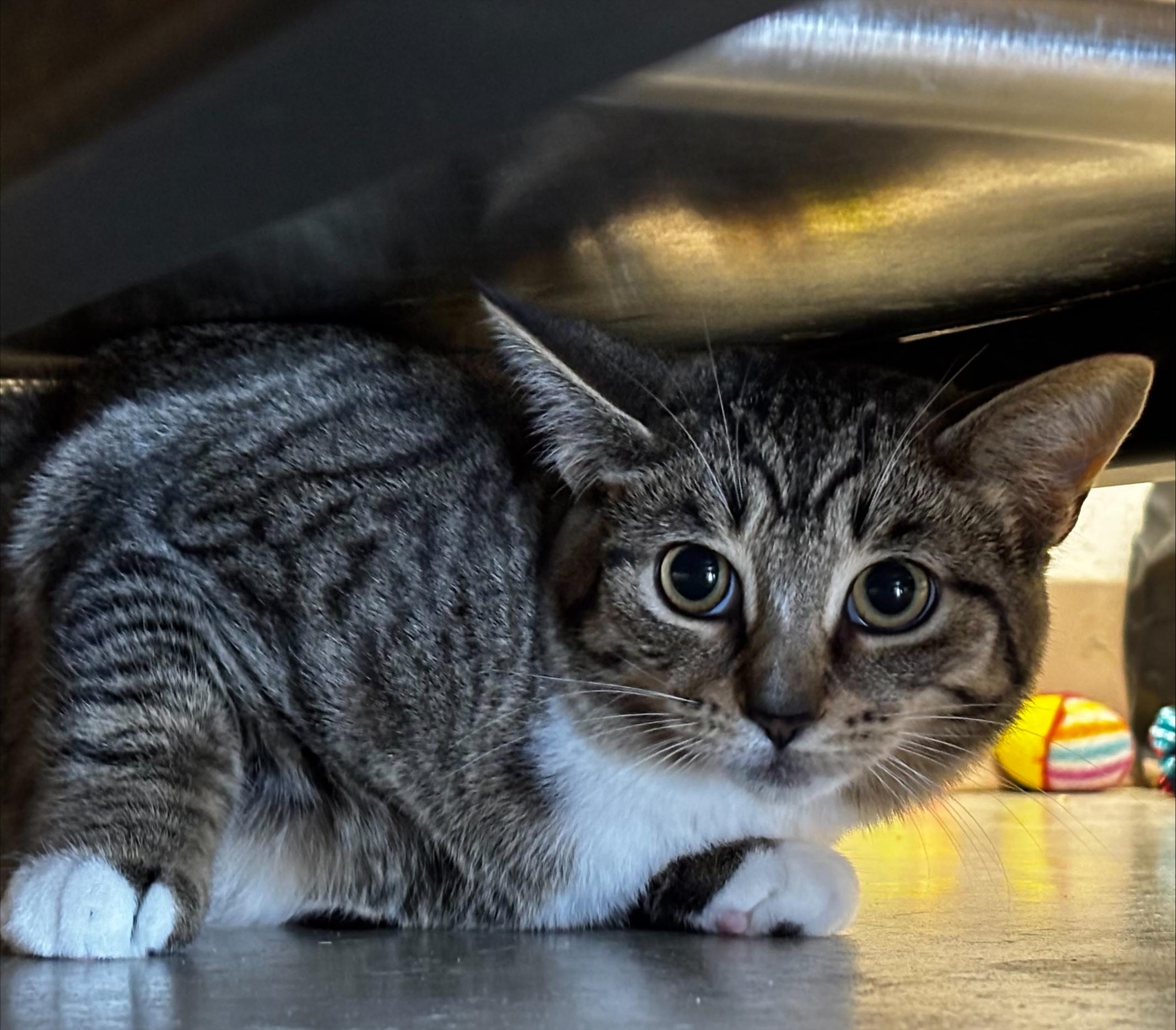 Enlarge Pearl, a Adoptable Domestic Short Hair in Cannington, ON image 1/1