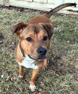Enlarge Arrow!, a ADOPTABLE Mixed Breed in Schaumburg, IL image 5/6