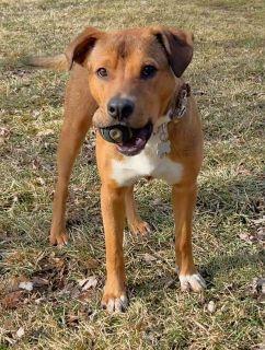 Enlarge Arrow!, a ADOPTABLE Mixed Breed in Schaumburg, IL image 4/6