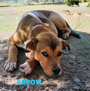 Enlarge Arrow, a ADOPTABLE Mixed Breed in Schaumburg, IL image 2/5