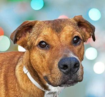 Arrow!, ADOPTABLE, Young Male Mixed Breed.
