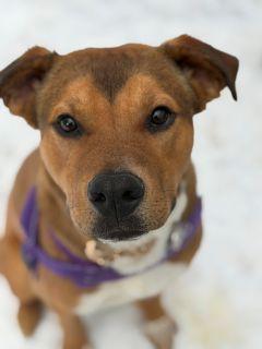 Enlarge Arrow, a ADOPTABLE Mixed Breed in Schaumburg, IL image 3/5
