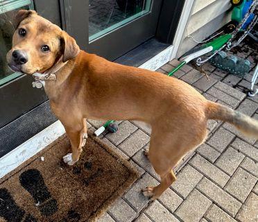 Enlarge Arrow!, a ADOPTABLE Mixed Breed in Schaumburg, IL image 3/6