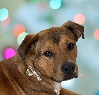 Arrow, ADOPTABLE, Young Male Mixed Breed.