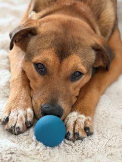 Enlarge Arrow, a ADOPTABLE Mixed Breed in Schaumburg, IL image 4/5