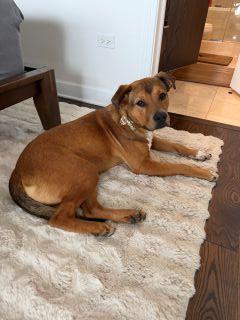 Enlarge Arrow, a ADOPTABLE Mixed Breed in Schaumburg, IL image 5/5