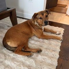 Enlarge Arrow!, a ADOPTABLE Mixed Breed in Schaumburg, IL image 2/6