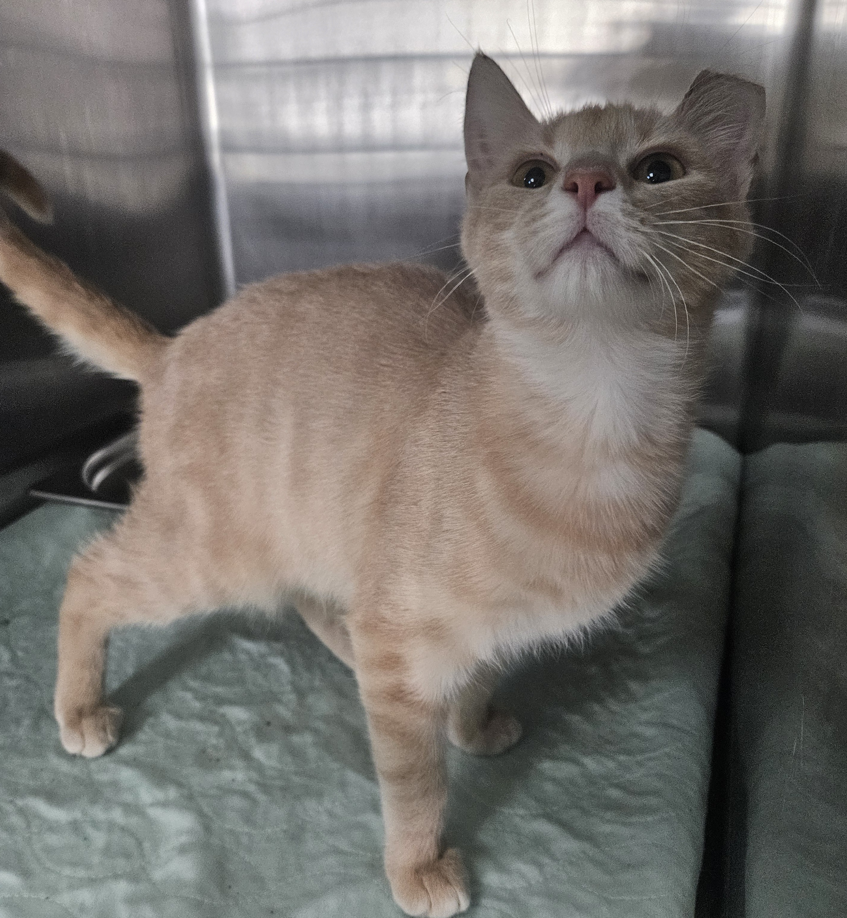 Cat for adoption JaxBarn Cat, a Domestic Short Hair in Lake Dallas