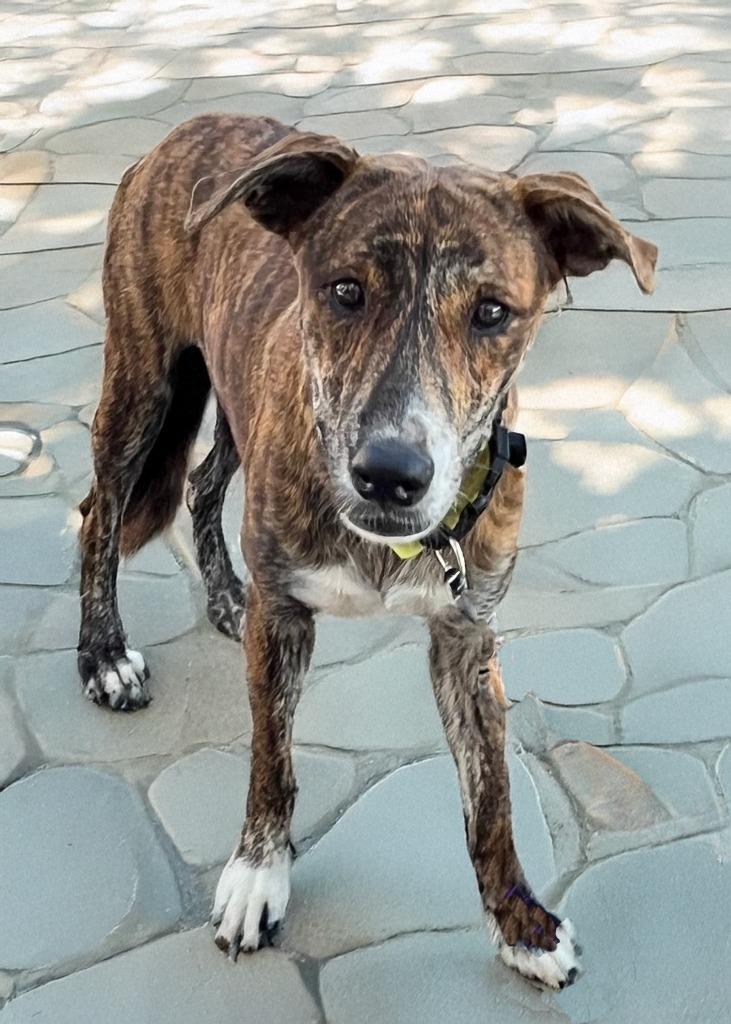 Enlarge Tiger, a Adoptable mixed breed in Little Rock, AR image 2/5