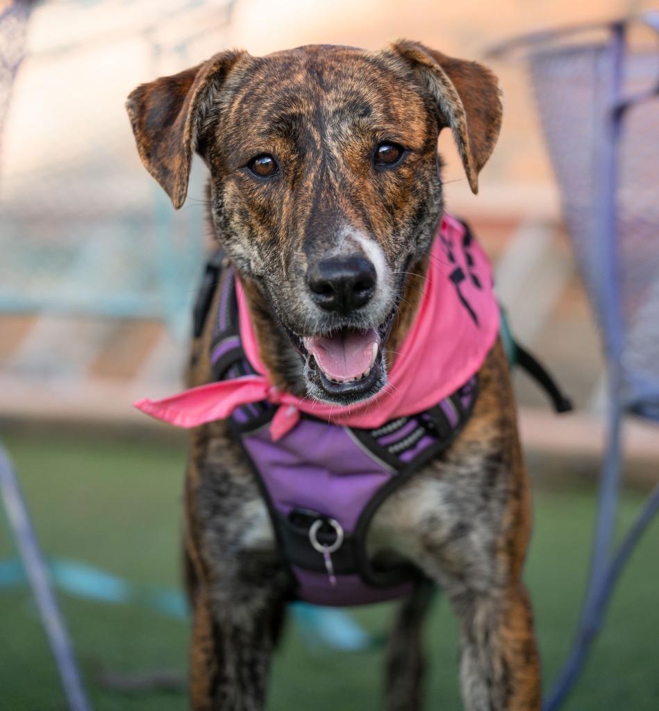 Enlarge Tiger, a Adoptable mixed breed in Little Rock, AR image 3/5