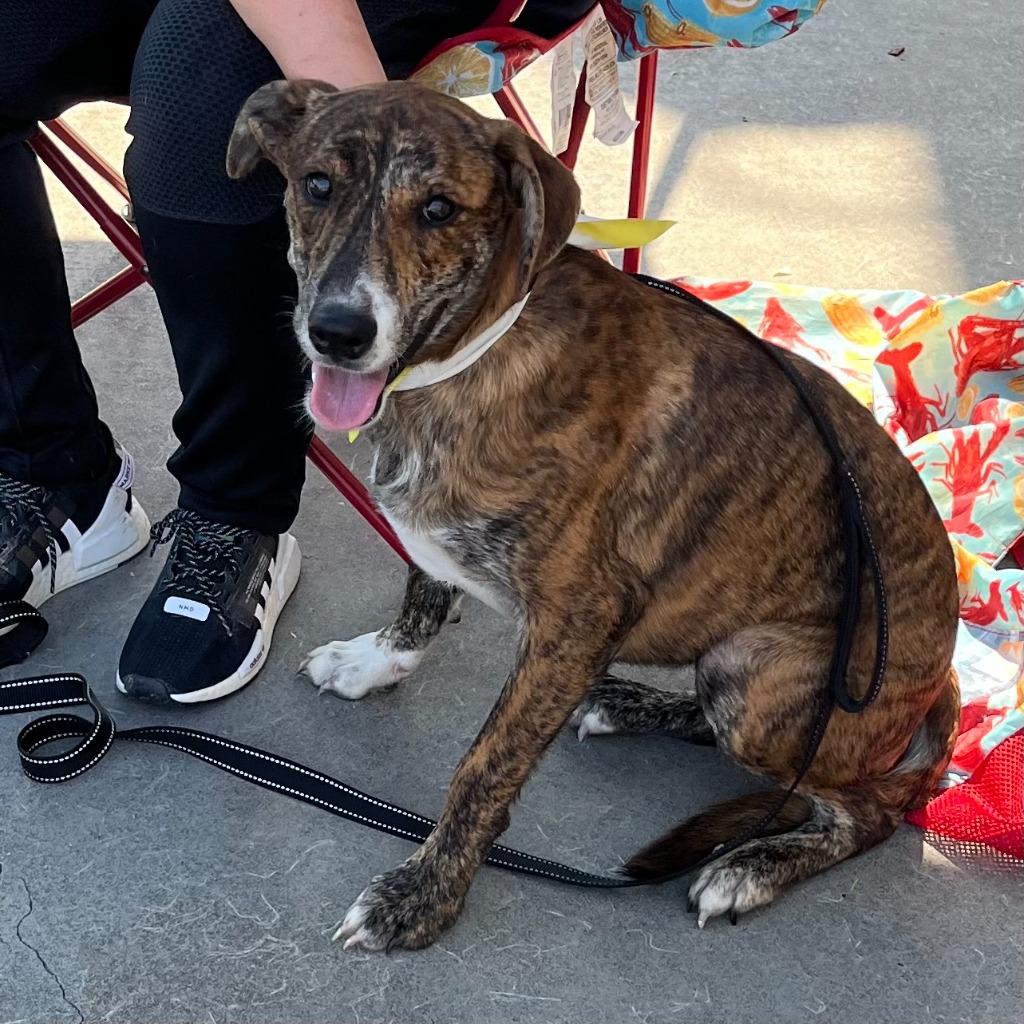 Enlarge Tiger, a Adoptable mixed breed in Little Rock, AR image 2/6