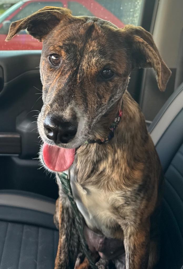 Enlarge Tiger, a Adoptable mixed breed in Little Rock, AR image 3/6