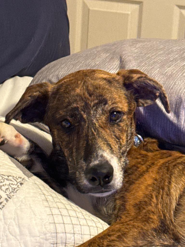 Enlarge Tiger, a Adoptable mixed breed in Little Rock, AR image 4/6