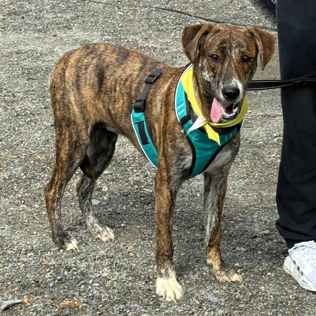 Enlarge Tiger, a Adoptable mixed breed in Little Rock, AR image 5/6