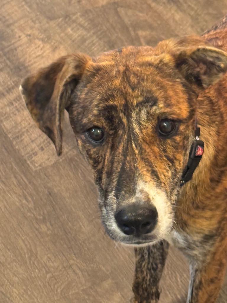 Enlarge Tiger, a Adoptable mixed breed in Little Rock, AR image 6/6