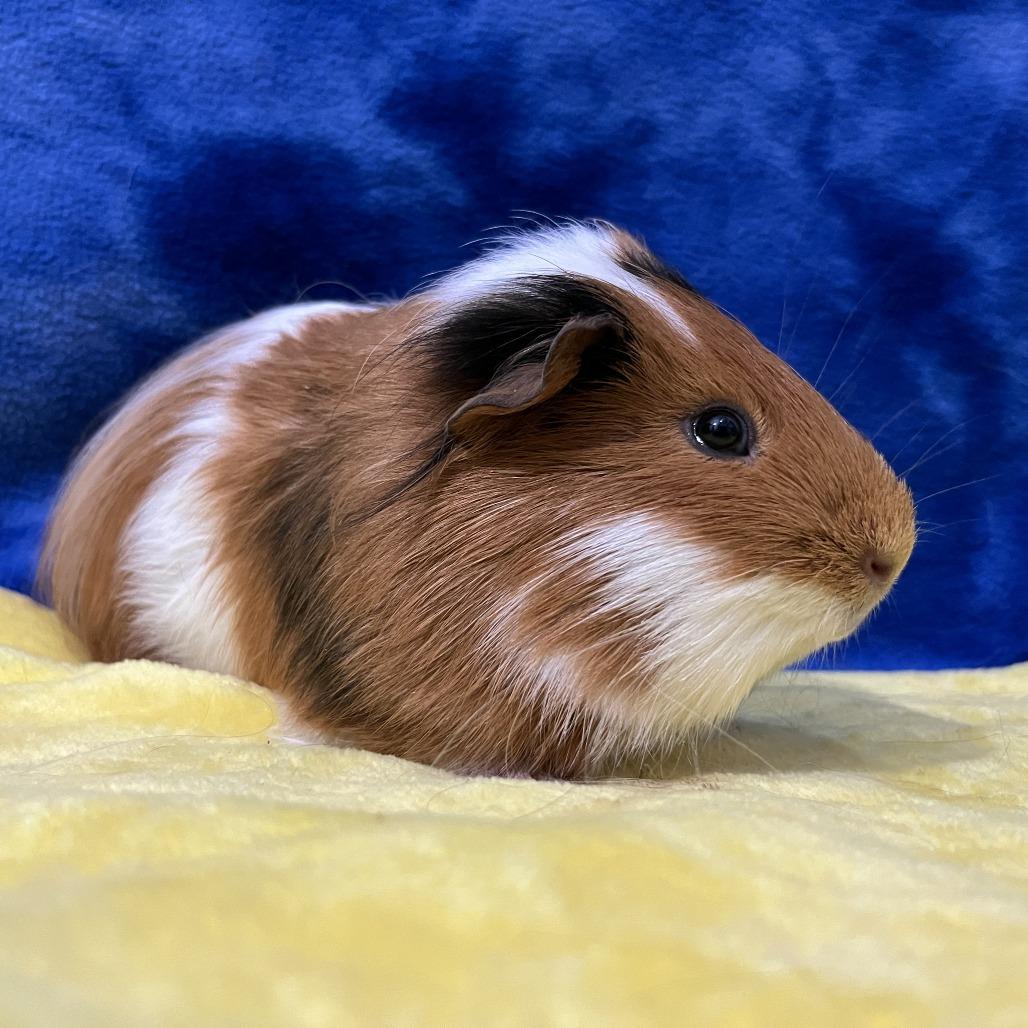 Enlarge Cleo (bonded with Munchkin), a Adoptable Guinea Pig in Decatur, GA image 1/4