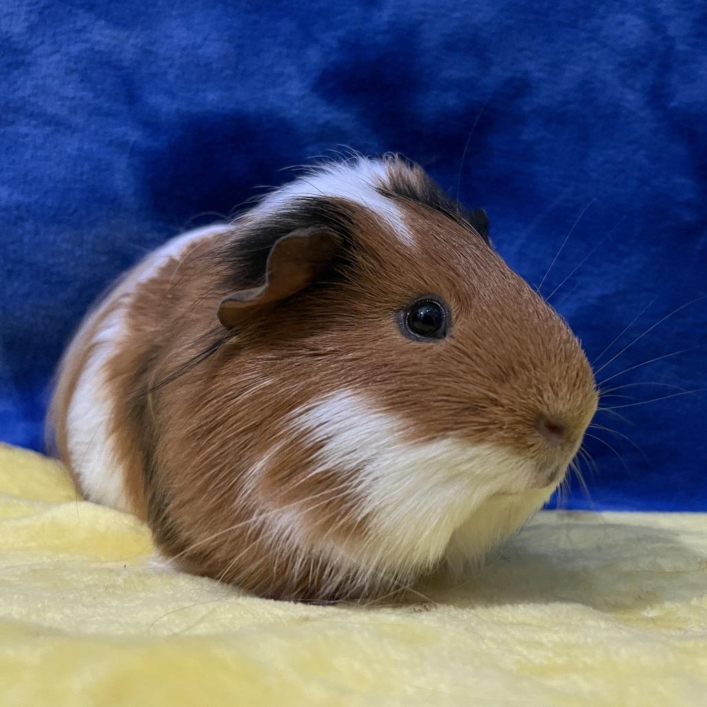 Enlarge Cleo (bonded with Munchkin), a Adoptable Guinea Pig in Decatur, GA image 2/4
