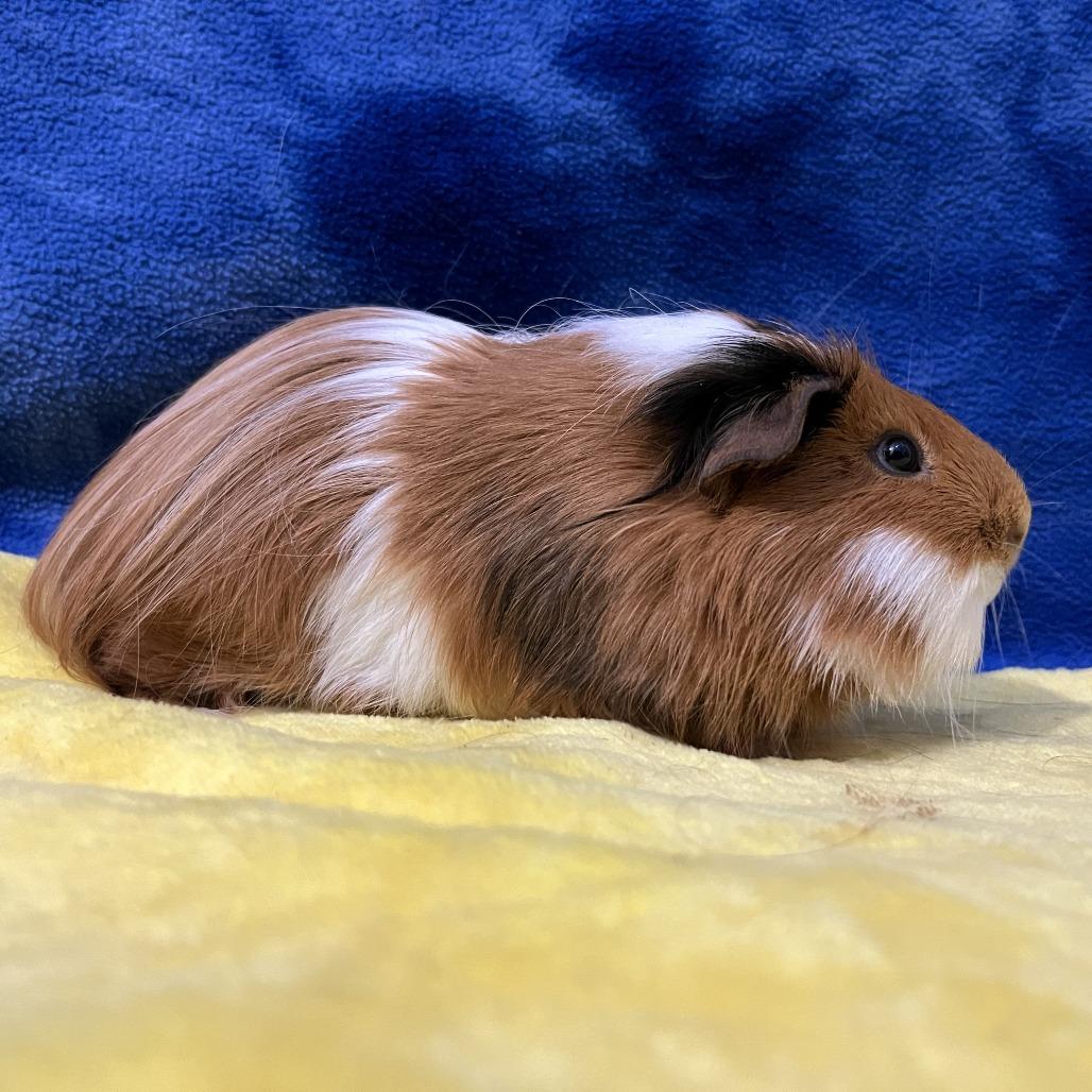 Enlarge Cleo (bonded with Munchkin), a Adoptable Guinea Pig in Decatur, GA image 3/4