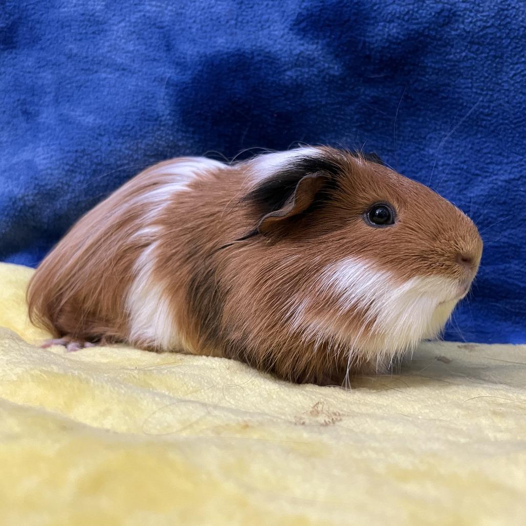 Enlarge Cleo (bonded with Munchkin), a Adoptable Guinea Pig in Decatur, GA image 4/4