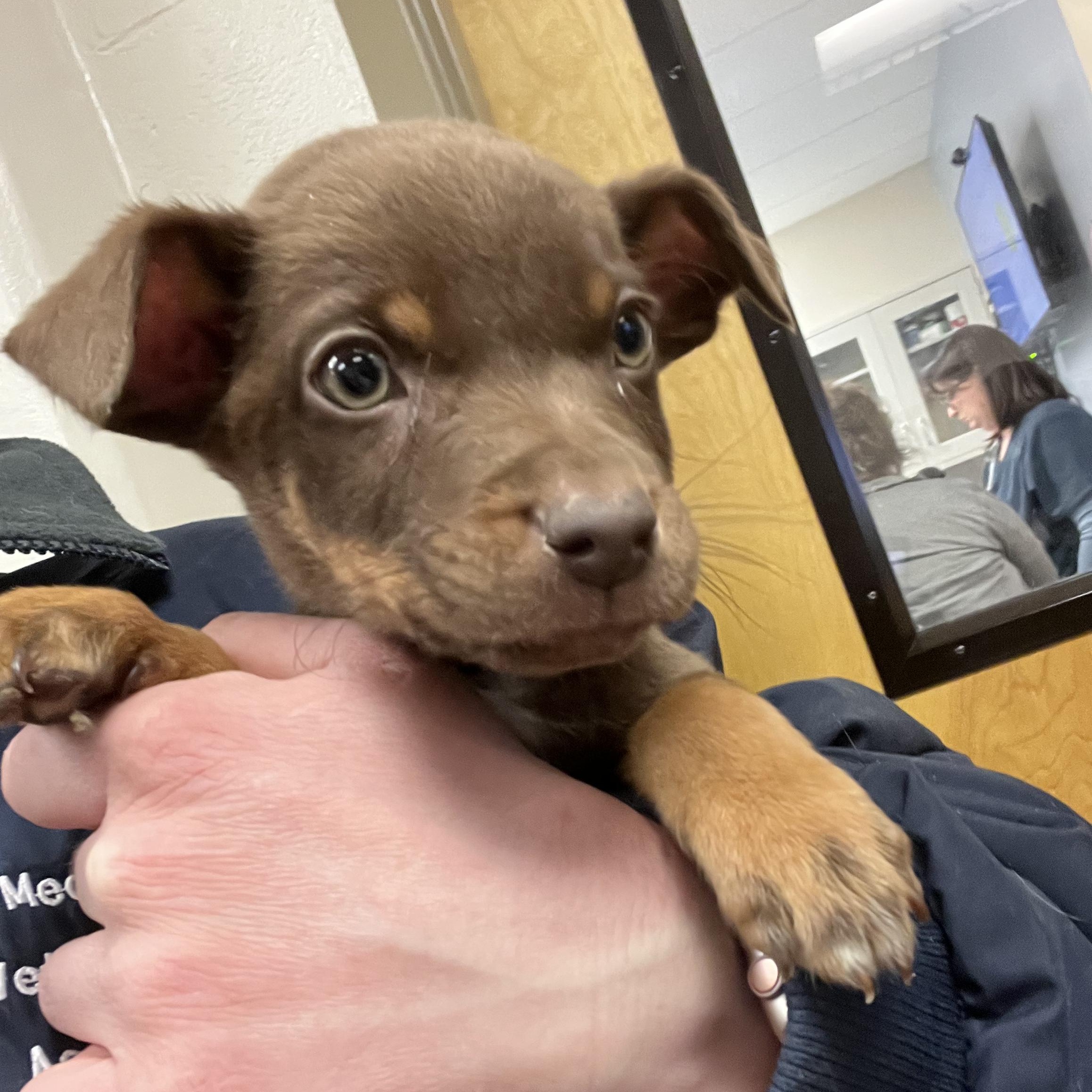 Andrew, a Adoptable mixed breed in Fort Collins, CO image 3/5