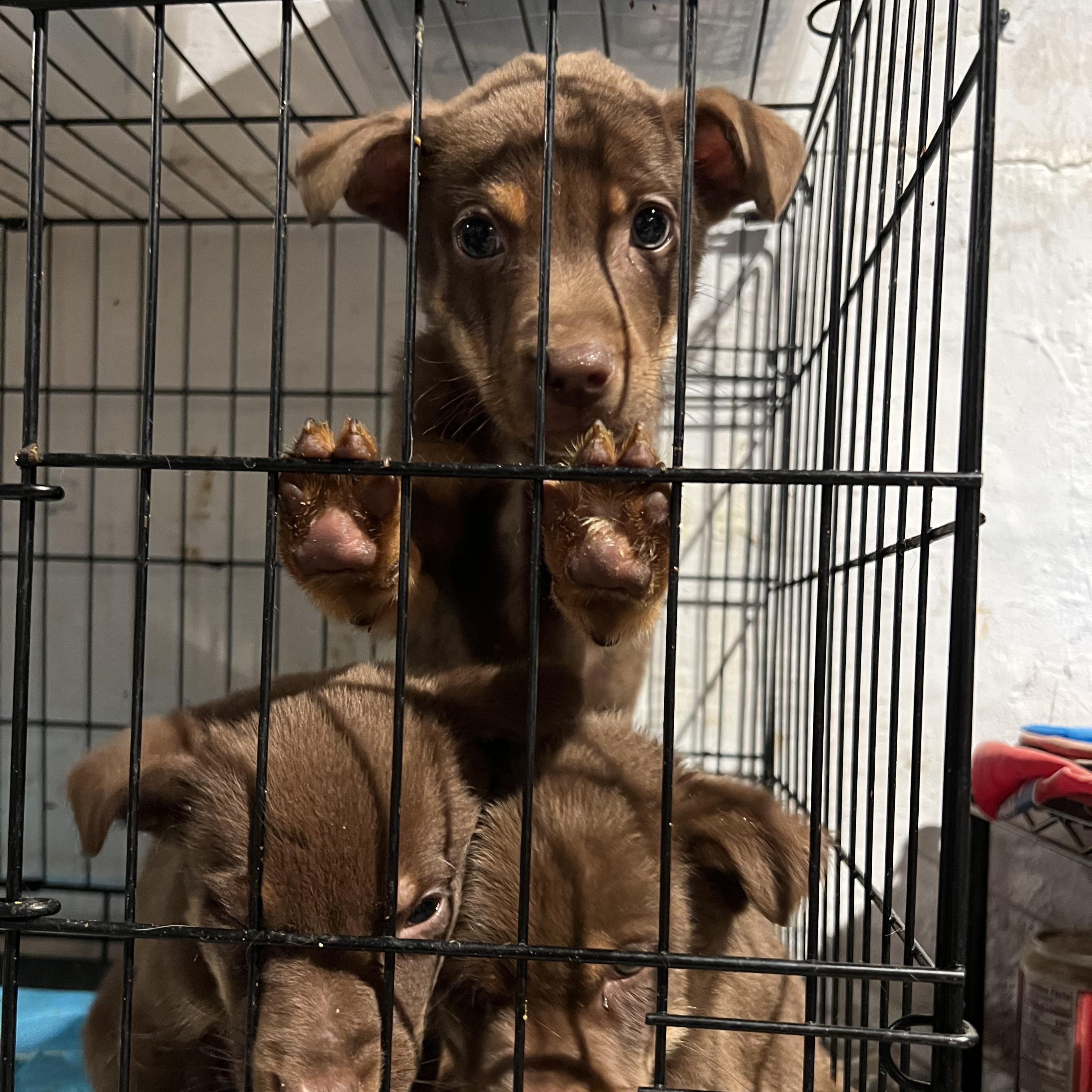 Andrew, a Adoptable mixed breed in Fort Collins, CO image 2/5