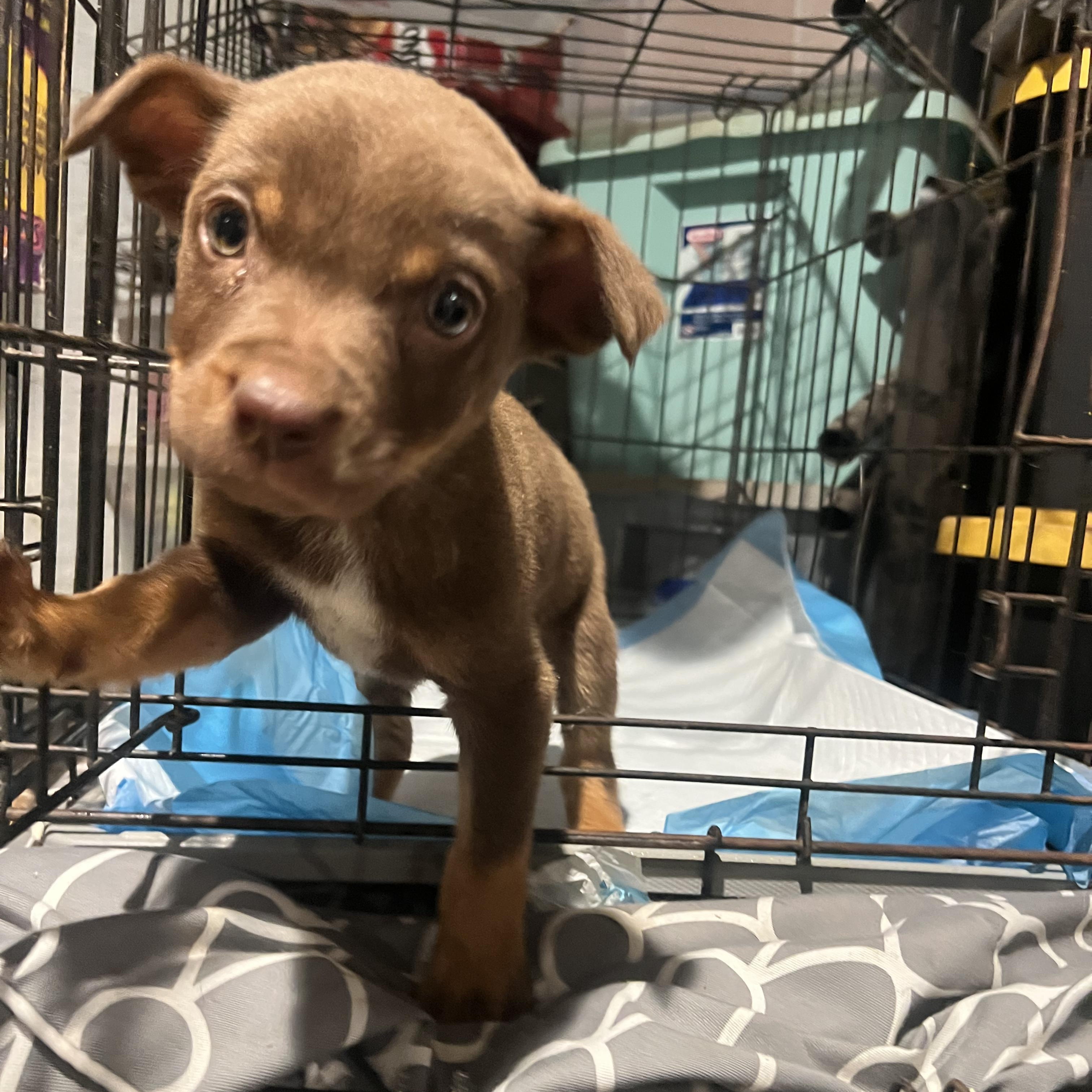 Andrew, a Adoptable mixed breed in Fort Collins, CO image 4/5