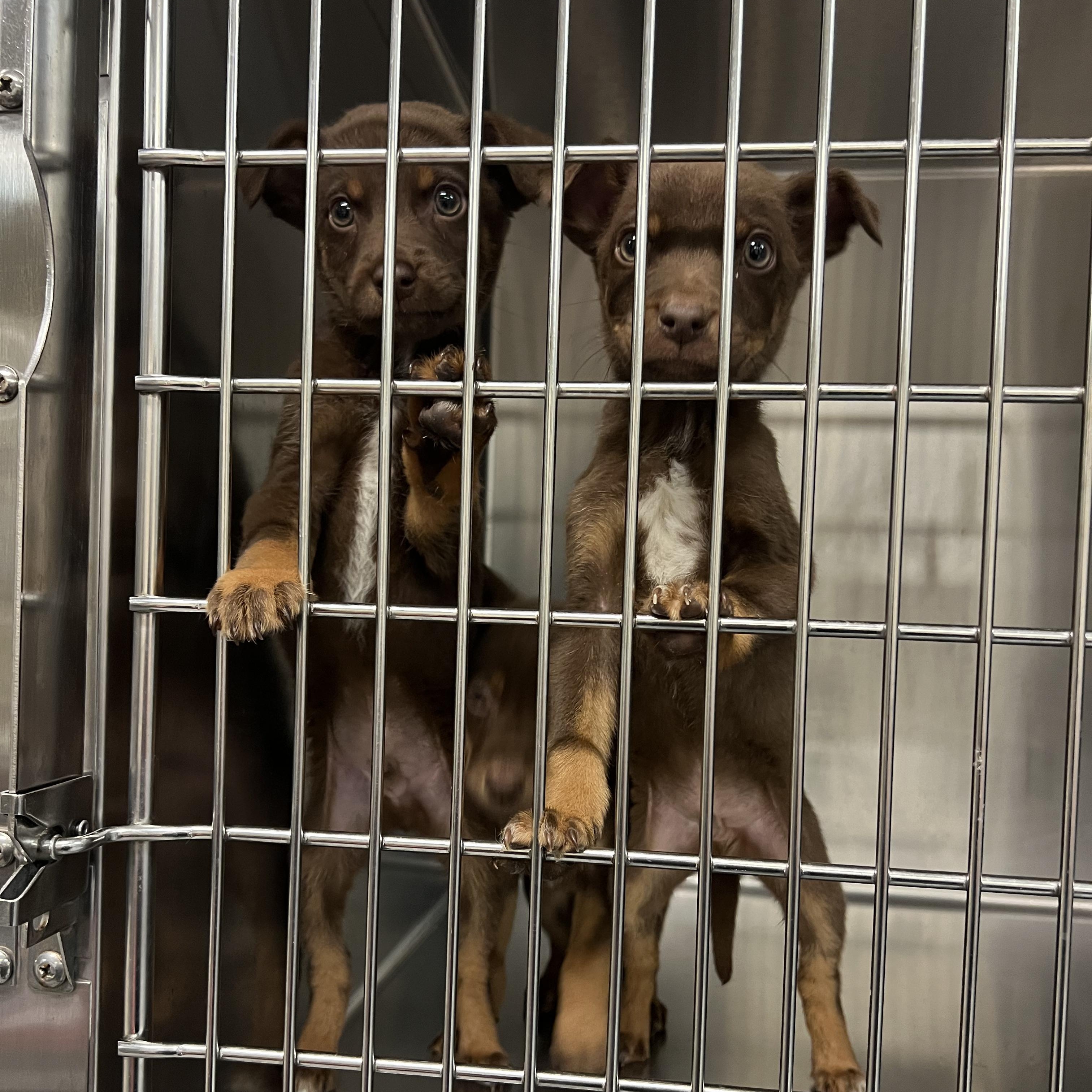 Andrew, a Adoptable mixed breed in Fort Collins, CO image 5/5