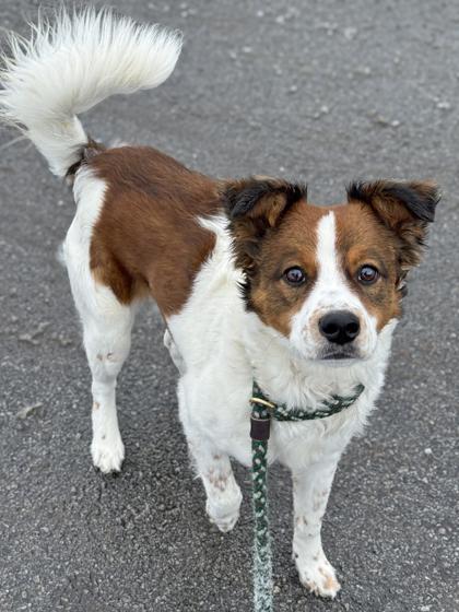 Gambit — thumbnail 3