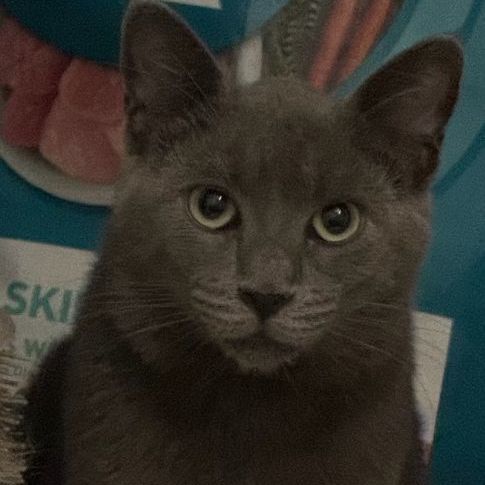 Enlarge Micu, a Adoptable Russian Blue in Lauderhill, FL image 1/1
