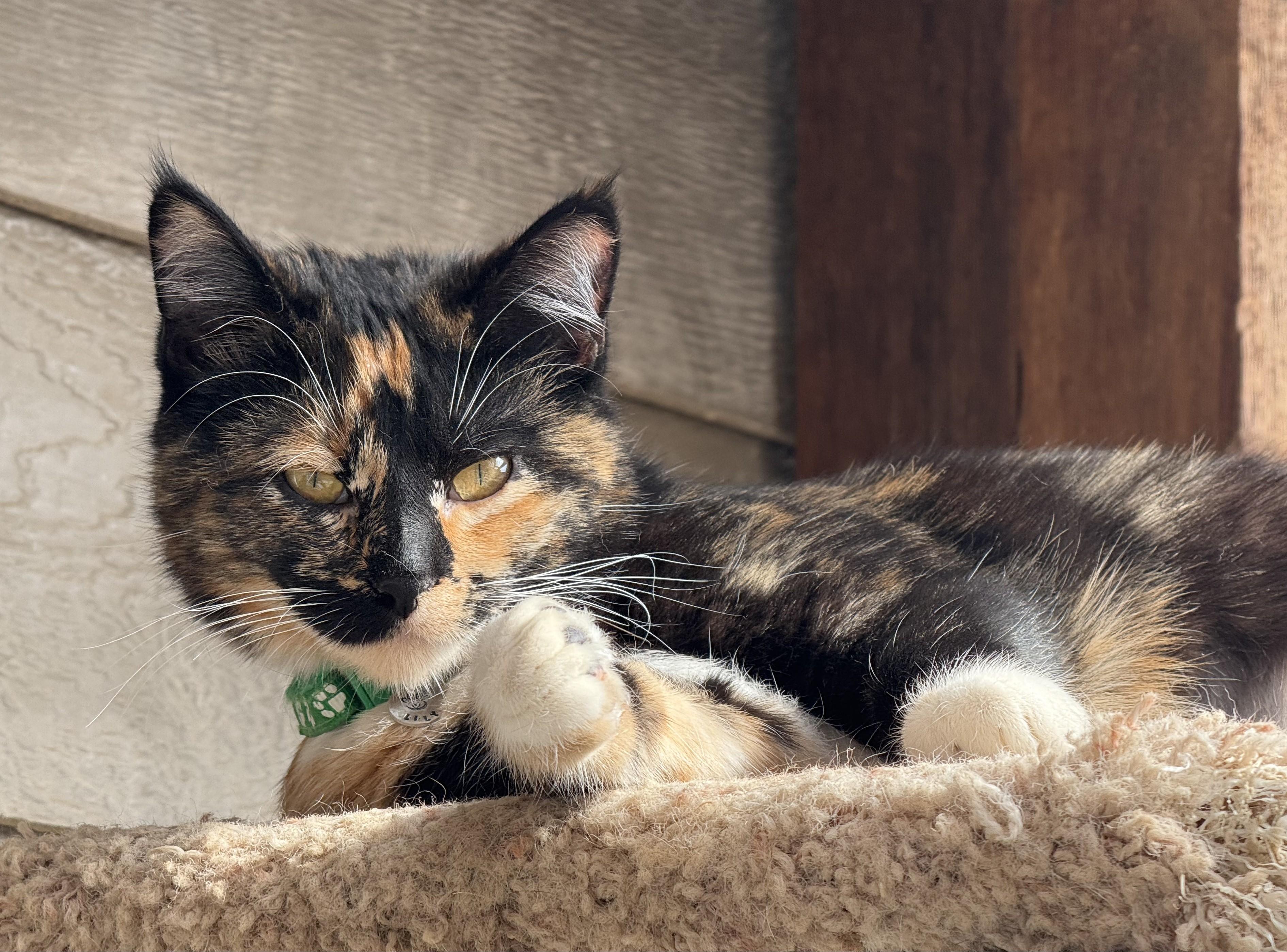 Lily, an adopted Calico in Pierre, SD_image-1