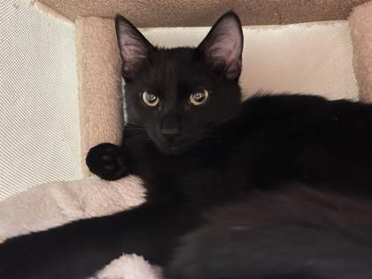 Taco, Adoptable, Kitten Male Domestic Short Hair & Domestic Short Hair.