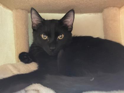 Enlarge Taco, a Adoptable mixed breed in Phoenix, AZ image 2/2