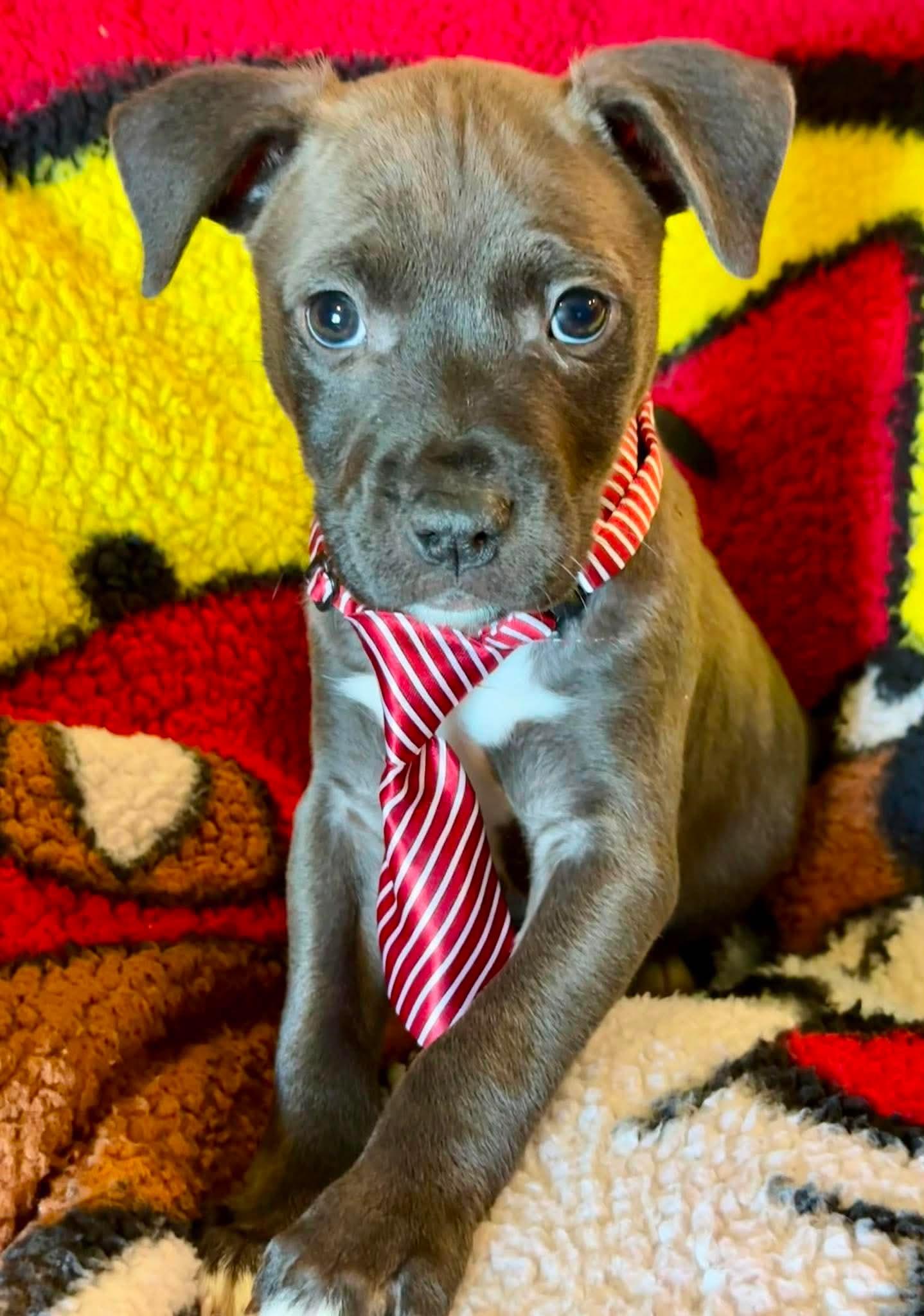 Kyro, Adopted, Puppy Male American Staffordshire Terrier & Labrador Retriever.