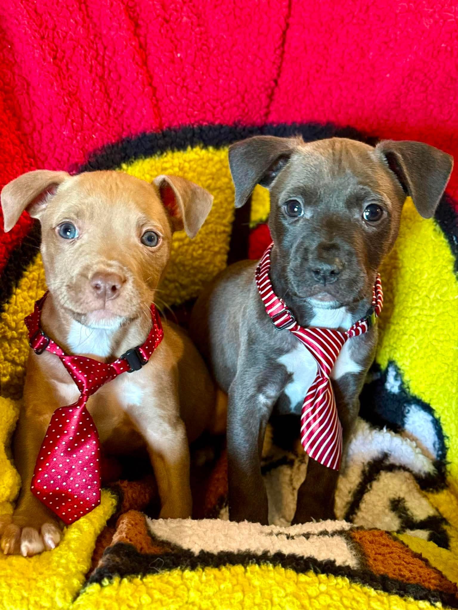 Enlarge Kyro, a Adopted mixed breed in Humble, TX image 2/6