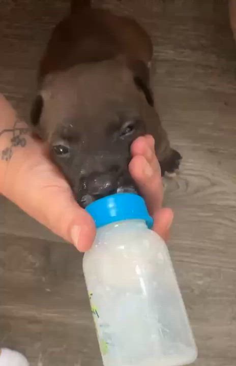 Enlarge Kyro, a Adopted mixed breed in Humble, TX video 4/6