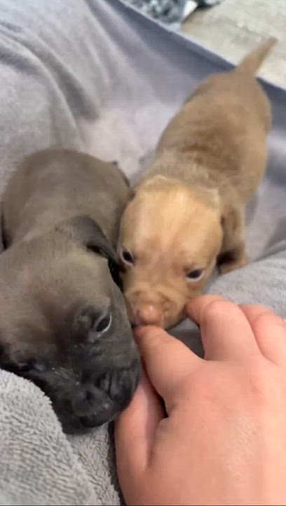 Enlarge Kyro, a Adopted mixed breed in Humble, TX video 5/6
