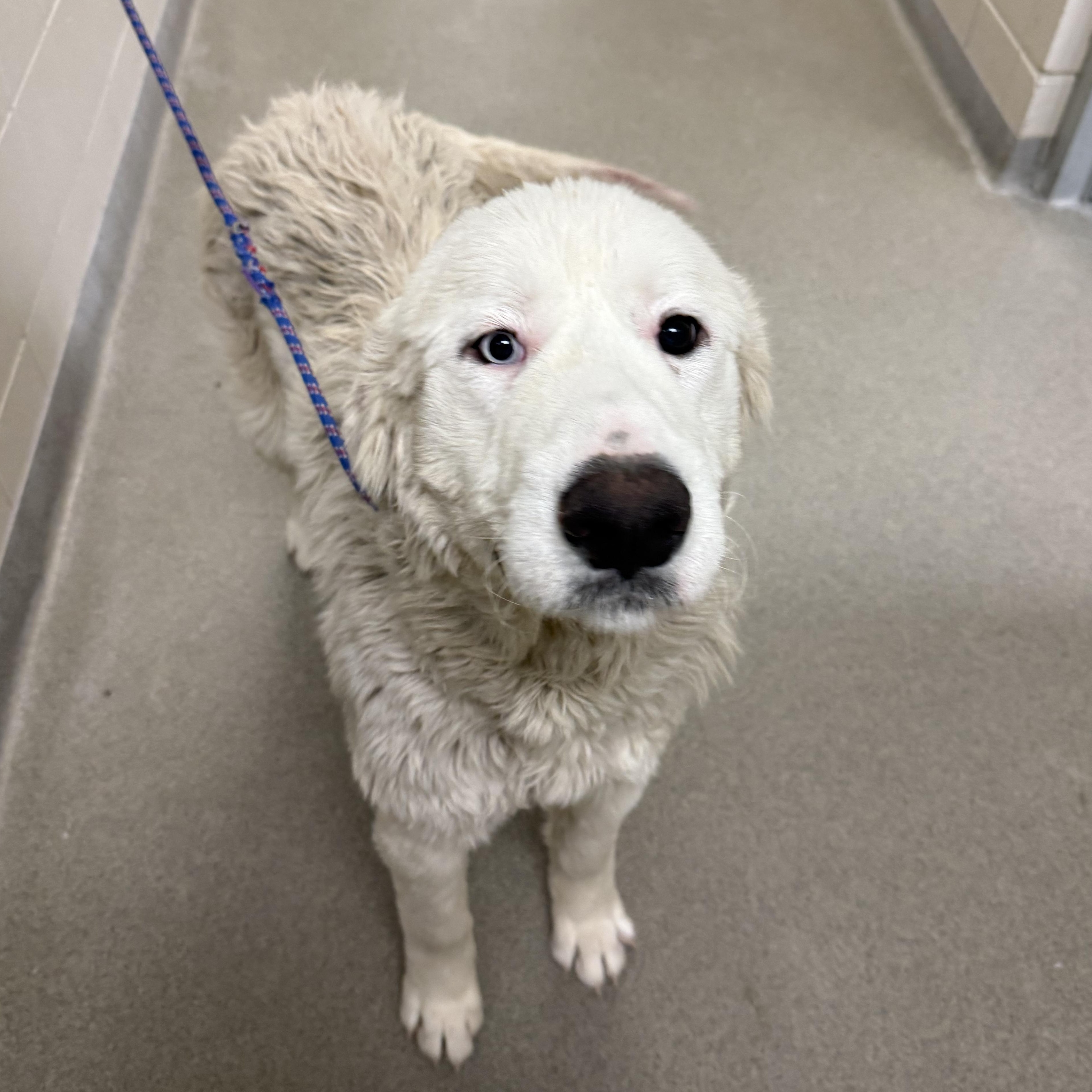 Lola, a ADOPTABLE Great Pyrenees in Kearney, NE image 1/2