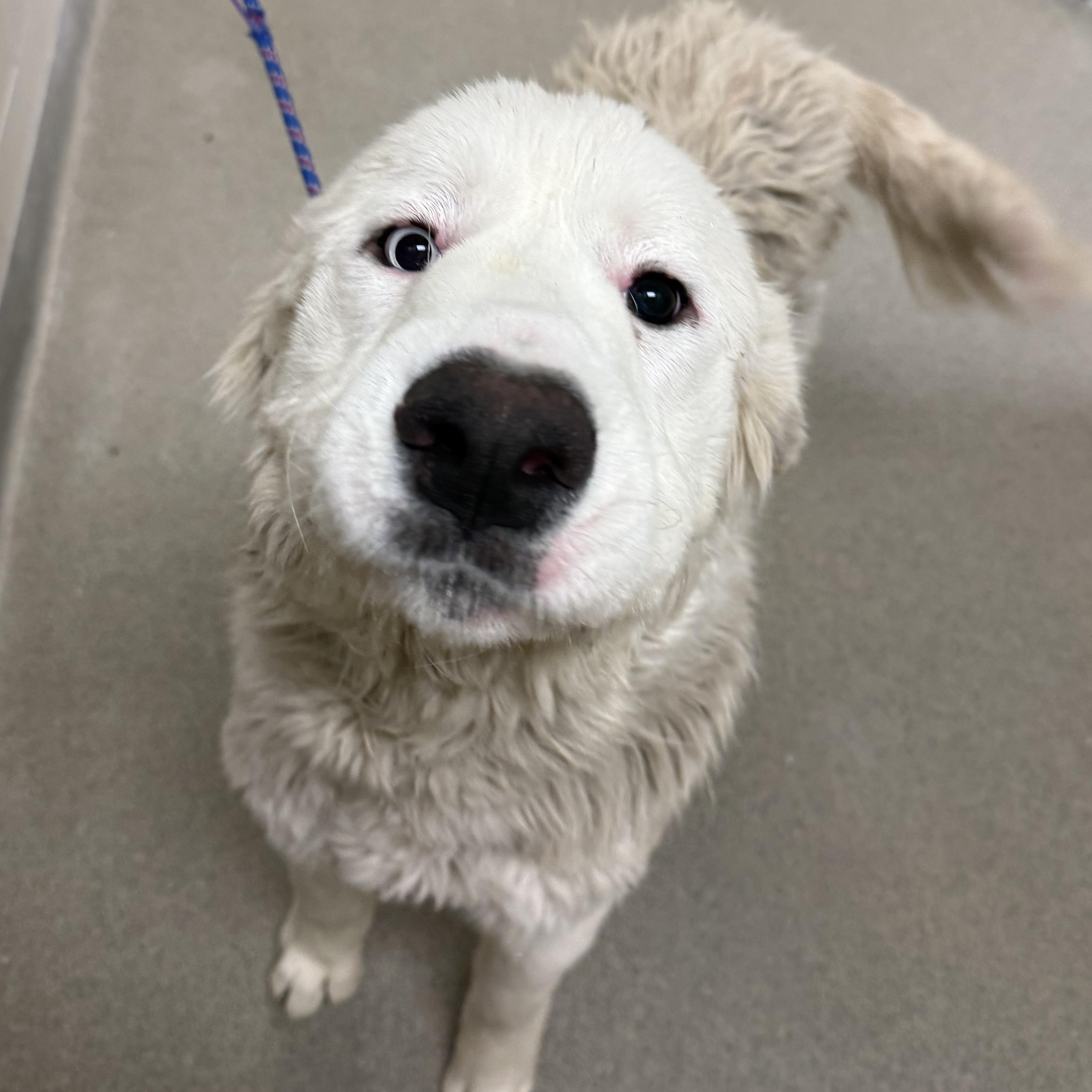 Lola, a ADOPTABLE Great Pyrenees in Kearney, NE image 2/2
