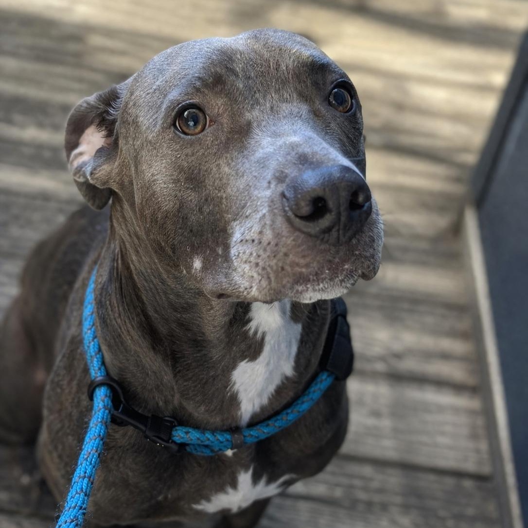 Enlarge Piccolo, a ADOPTABLE mixed breed in Stafford, VA image 1/1