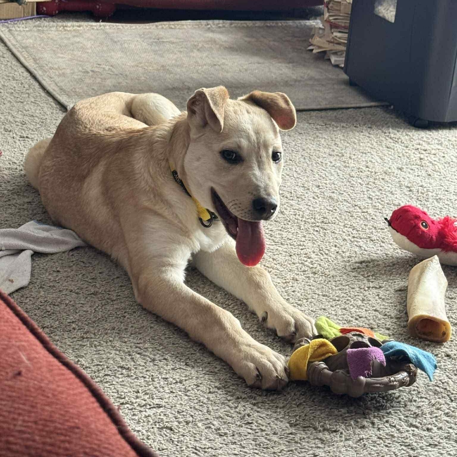 Enlarge Aspen , a ADOPTABLE mixed breed in Woodstock, ON image 1/6