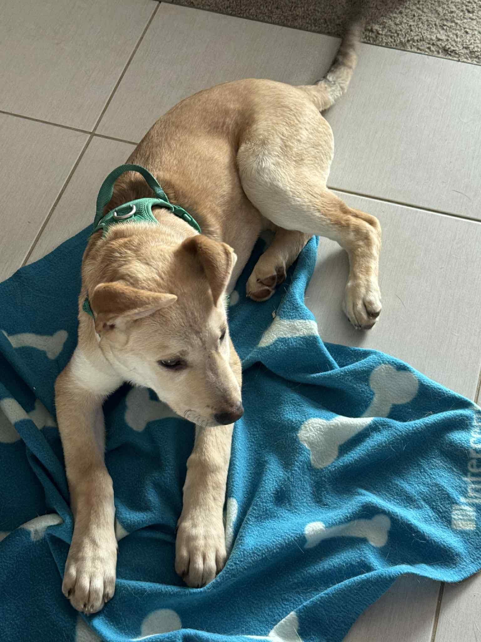 Enlarge Aspen , a ADOPTABLE mixed breed in Woodstock, ON image 2/6