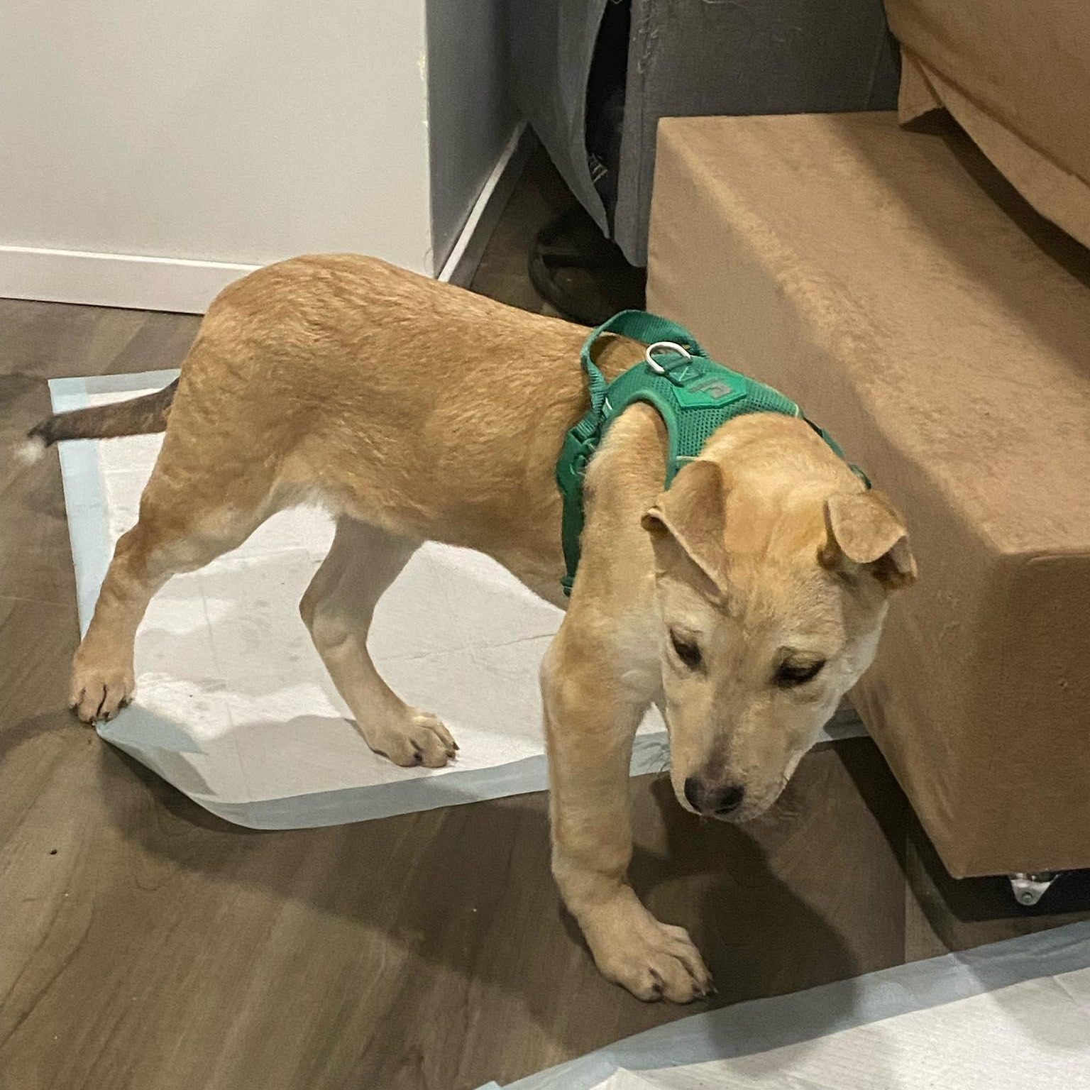 Enlarge Aspen , a ADOPTABLE mixed breed in Woodstock, ON image 3/6