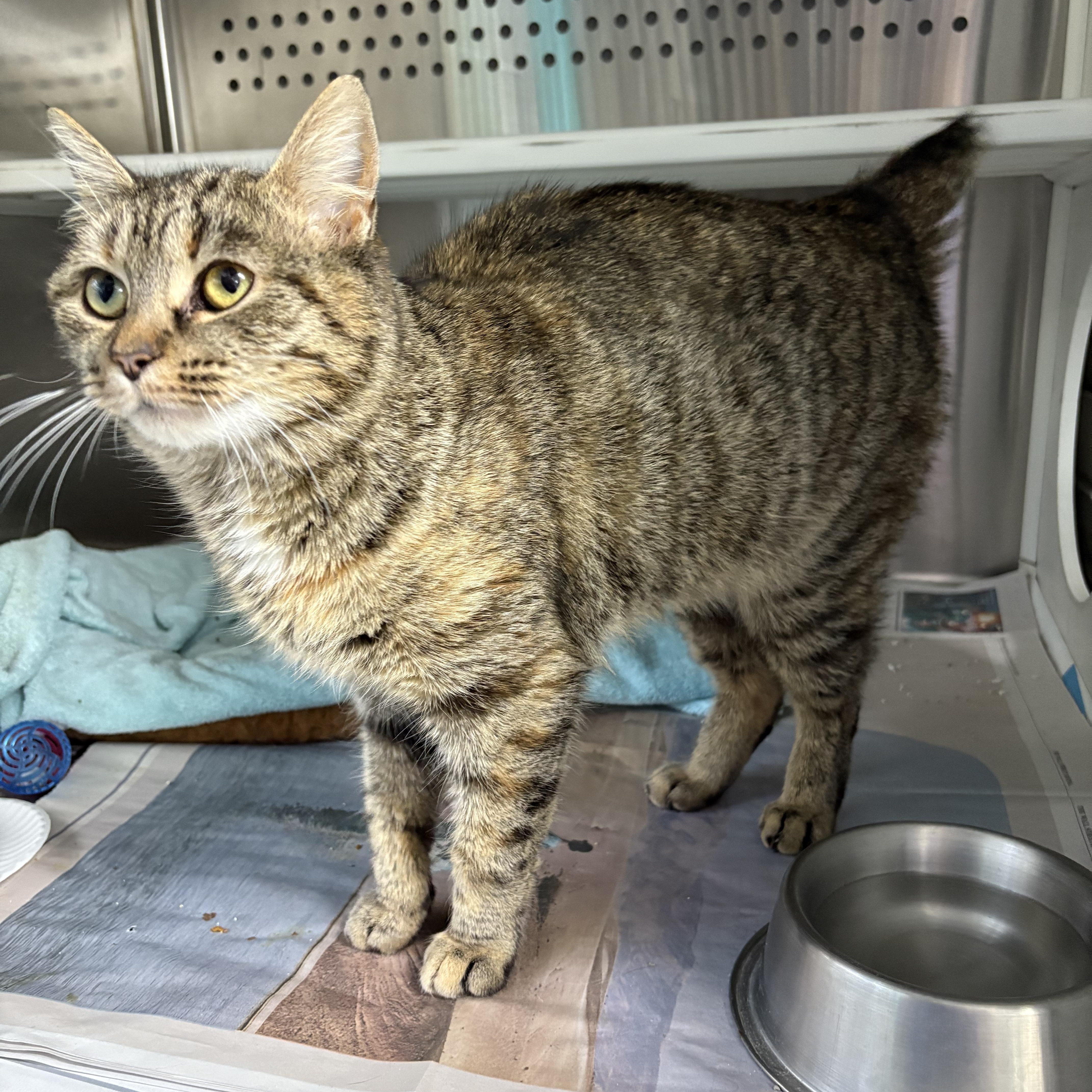 Sue Bob, ADOPTABLE, Adult Female Domestic Short Hair & American Bobtail.