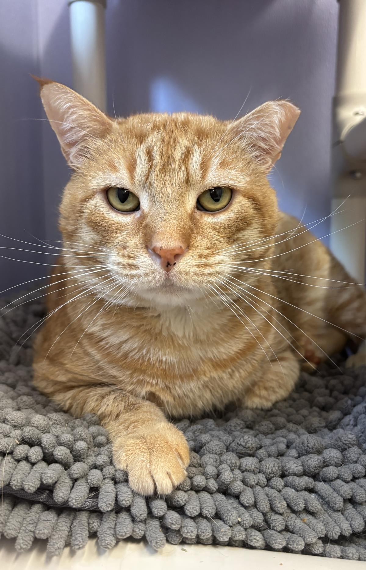 Oakie the Acorn, Adoptable, Adult Male Domestic Short Hair.