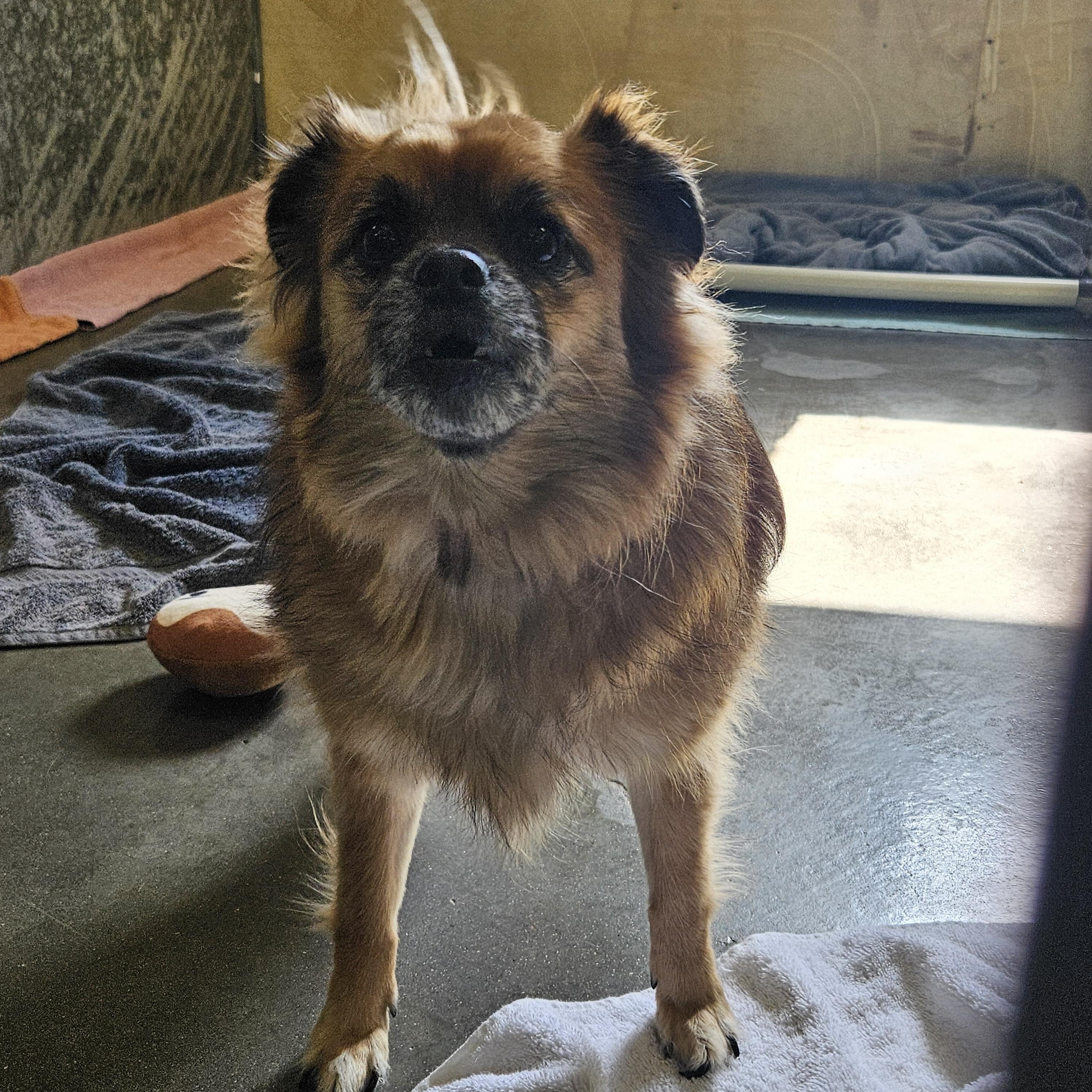 Zeus - In Foster