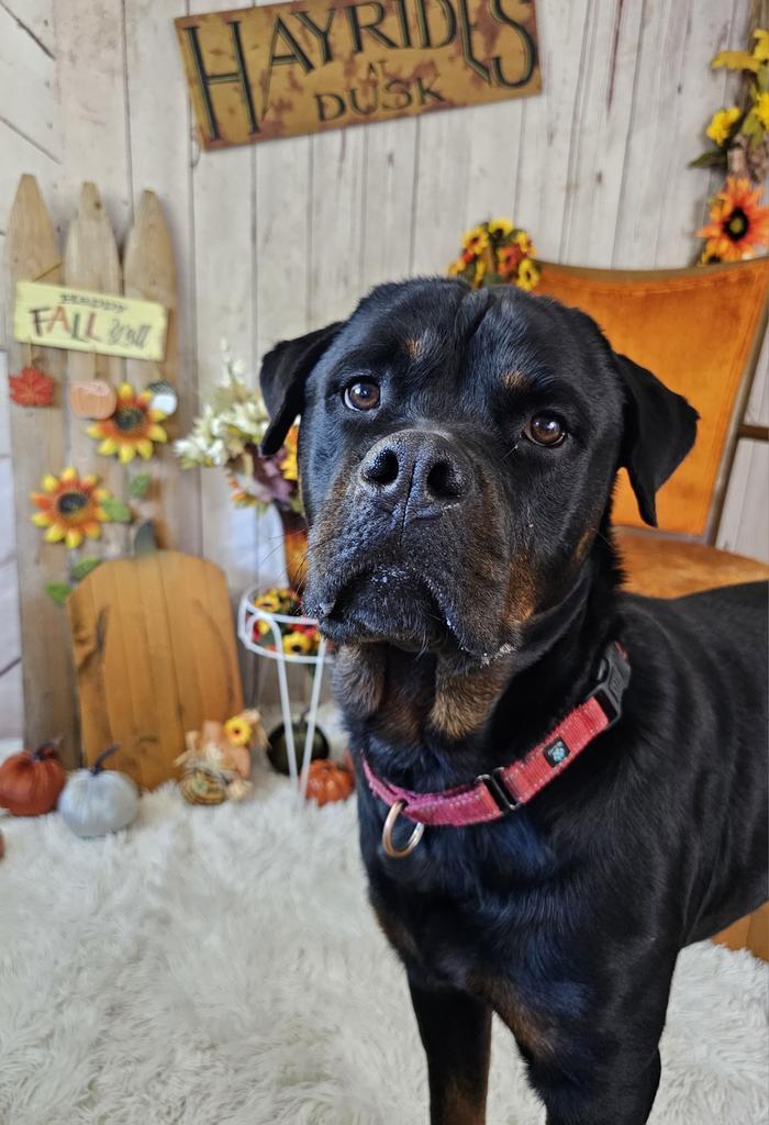 Enlarge Cindy Lou, a Adopted Rottweiler in Sprakers, NY image 1/6